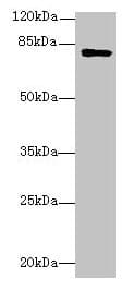 TMEM153 / LMF2 Antibody