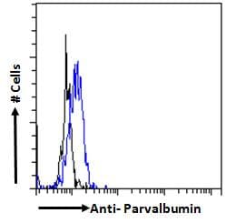 IHC-plus™ Polyclonal Goat anti-Human PVALB / Parvalbumin Antibody (aa99-110, IHC, WB)