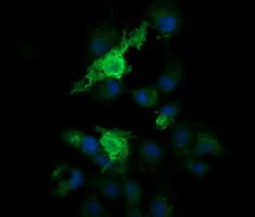 PARVA Antibody (clone OTI2F10)