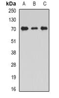 IHC-plus™ STXBP2 Antibody