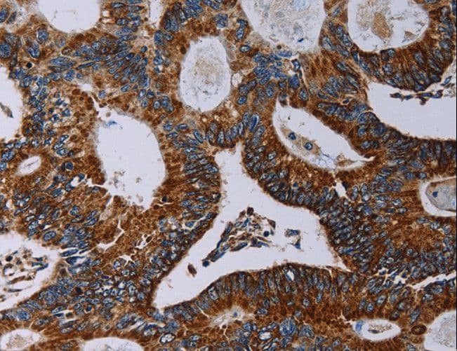 NDUFA4 Antibody