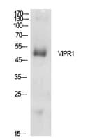 VIPR1 Antibody