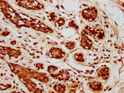 WNT14 / WNT9A Antibody
