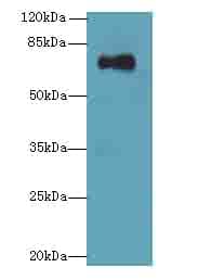 GLS / Glutaminase Antibody