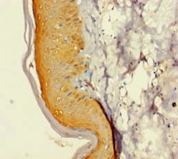 Polyclonal Rabbit anti-Human GINS4 / SLD5 Antibody