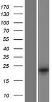 DUSP13 Protein (Over-Expression Lysate Myc-DDK (Flag))