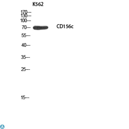 ADAM10 Antibody