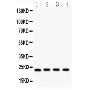 BAK1 / BAK Antibody (aa22-211)