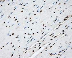 PTPRE / PTP Epsilon Antibody (clone OTI3D4, Carrier-free)