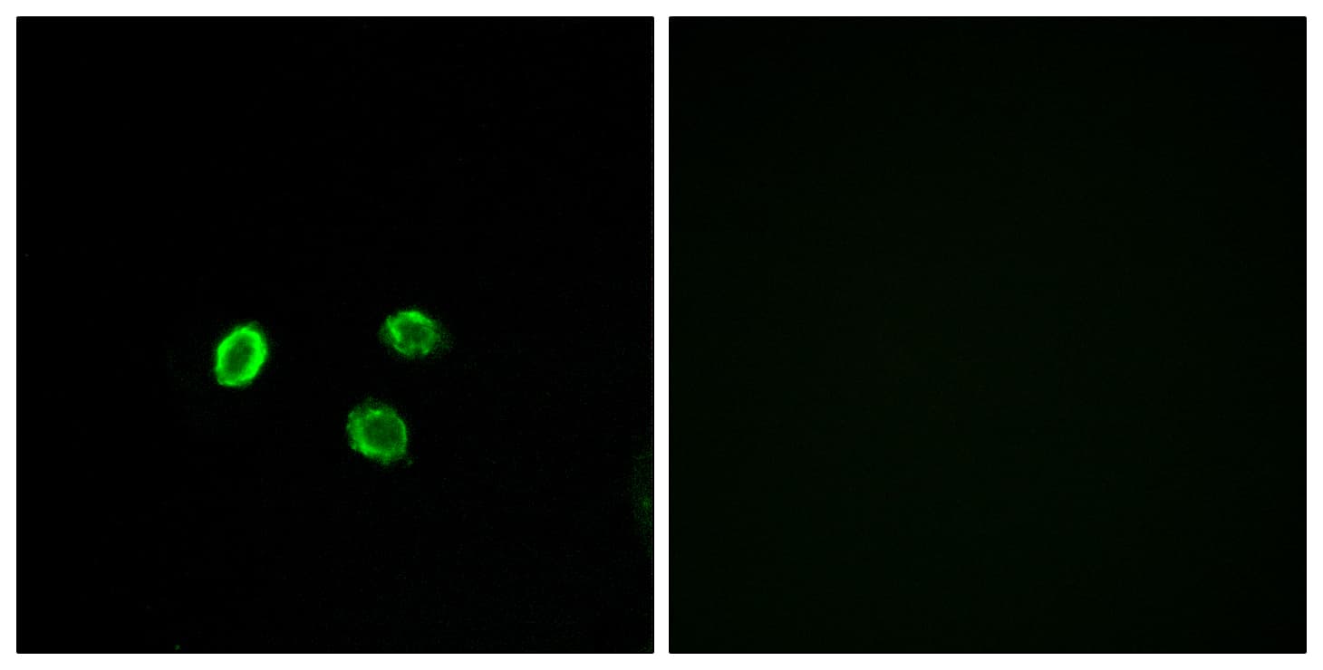 OR5M9 Antibody (aa197-246)