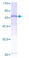Human CCNI / Cyclin I Protein (Recombinant GST)