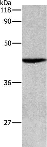 APG4B / ATG4B Antibody