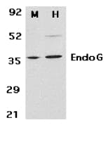 Endonuclease G / ENDOG Antibody