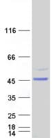 Human ARMC8 Protein (Recombinant Myc-DDK (Flag))