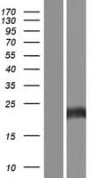Human MSRA Protein (Over-Expression Lysate Myc-DDK (Flag))