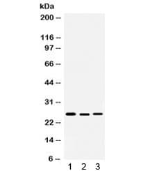 DIABLO / SMAC Antibody