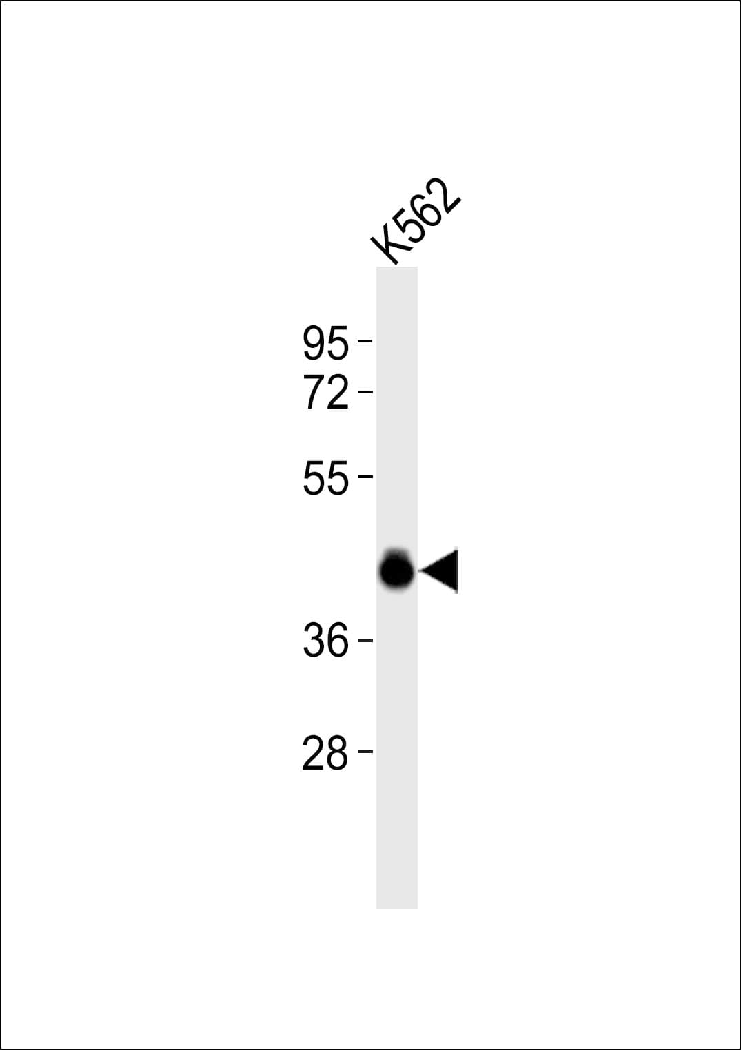 CXCR3 Antibody