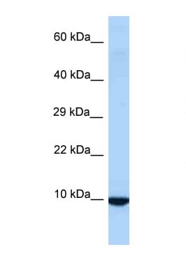 ID3 Antibody (aa58-107)