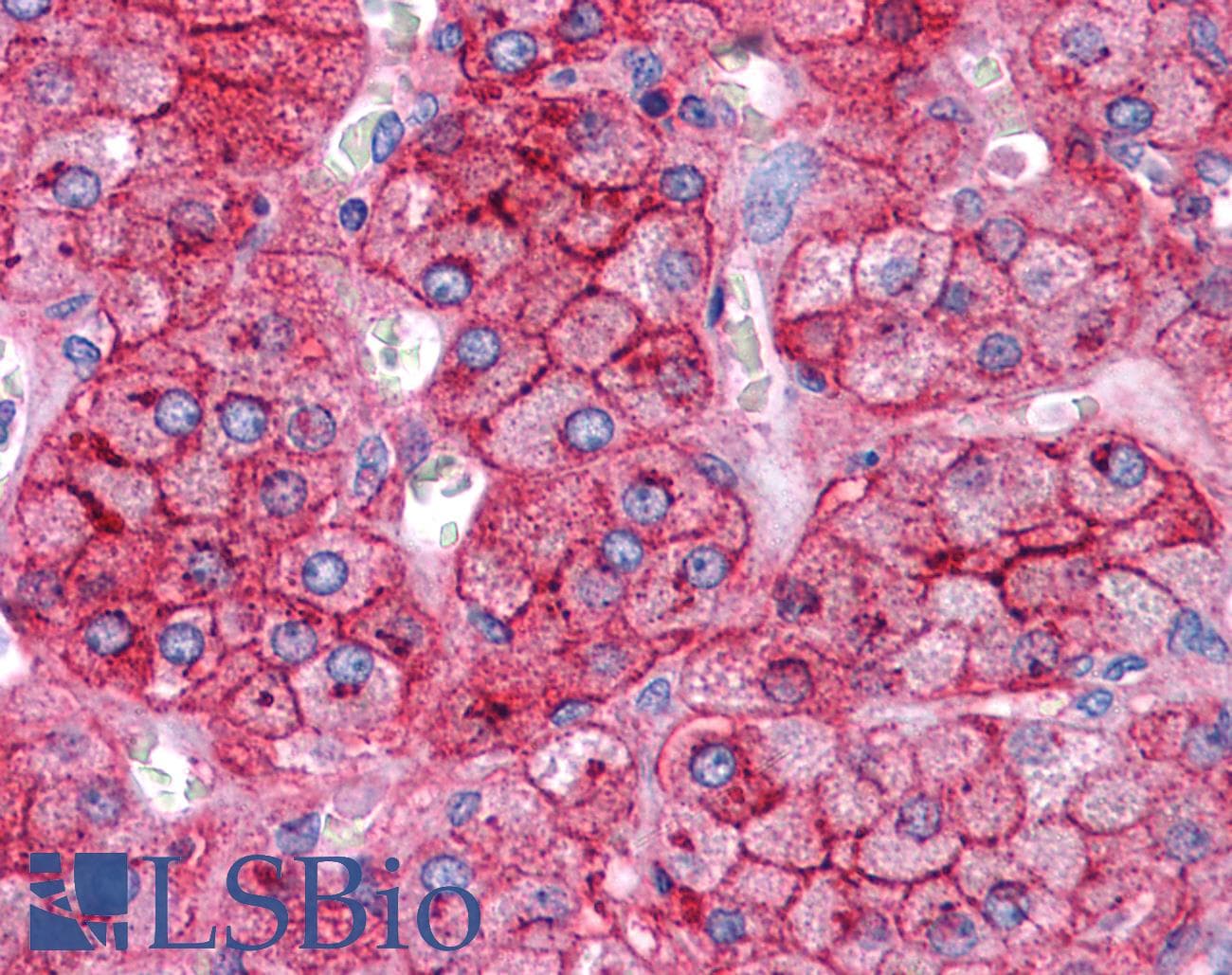 PathPlus™ Polyclonal Rabbit anti-Human APOE / Apolipoprotein E Antibody (N-Terminus, IHC, WB)