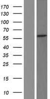 CCDC50 Protein (Over-Expression Lysate Myc-DDK (Flag))