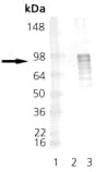 HSF1 Antibody (phospho-Ser326)