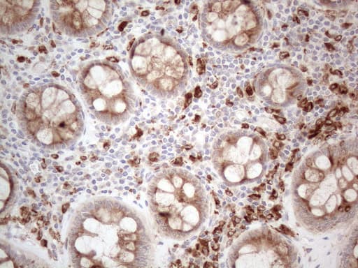 GRN / Granulin Antibody (aa327-593, clone OTI3B3)