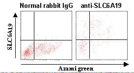 IHC-plus™ SLC6A19 Antibody