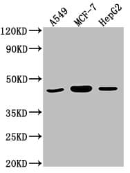 Polyclonal Rabbit anti-Human MAPK14 / p38 Antibody (IHC, IF)