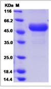 Mouse Tnfrsf26 Protein (Recombinant Human IgG Fc, C-terminus)
