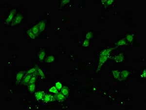 FAT3 Antibody