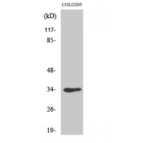 Polyclonal Rabbit anti-Human CDK1 / CDC2 Antibody (70-150 aa, Internal, IHC, IF, WB)