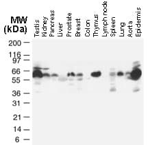 TRAF2 Antibody (aa6-31)