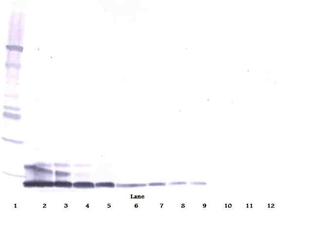 RETN / Resistin Antibody (Biotin)