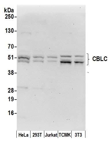 CBLC Antibody (aa300-350)