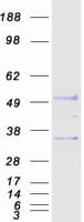 Human UNC5CL Protein (Recombinant Myc-DDK (Flag))