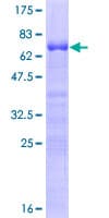 Human MAFB Protein (Recombinant GST)