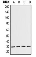Polyclonal Rabbit anti-Human COPS7A Antibody (C-Terminus, WB)