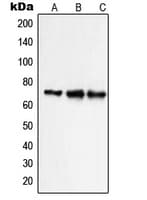SLC9A9 / NHE9 Antibody (Internal)