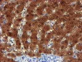 NQO2 Antibody (clone OTI1G2)
