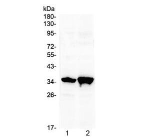 Polyclonal Rabbit anti-Mouse SIX3 Antibody (WB)