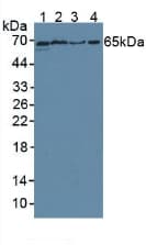 CD55 Antibody (aa254-372)