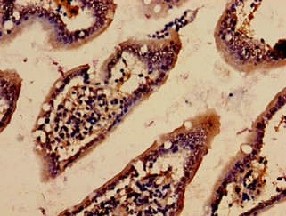 Polyclonal Rabbit anti-Human ACTB / Beta Actin Antibody (WB)