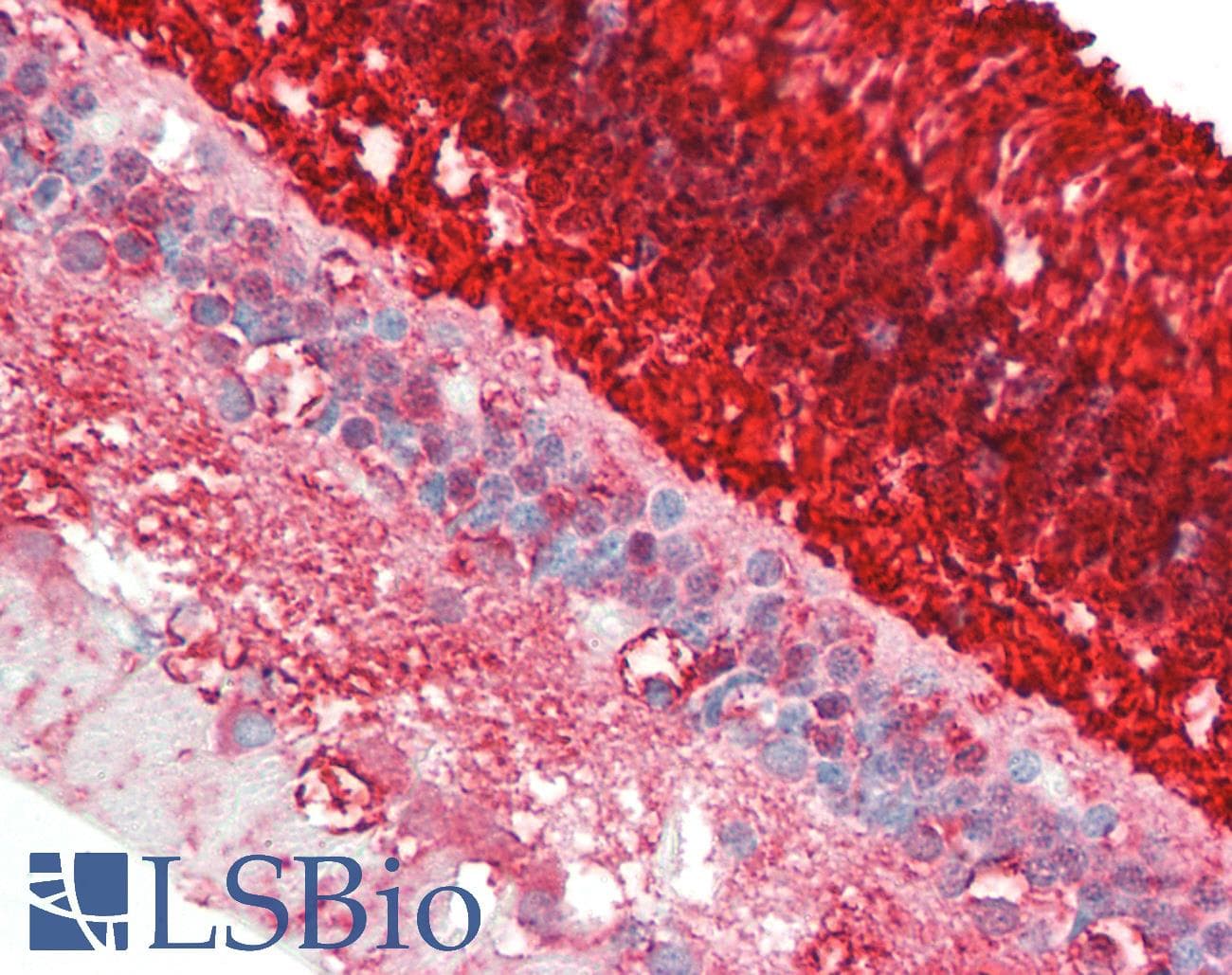 IHC-plus™ SAG / Arrestin Antibody (clone S128)