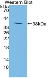 Neuropeptide S / NPS Antibody (aa31-85)