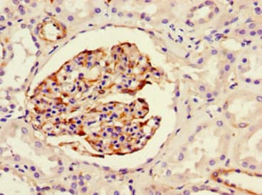 NES / Nestin Antibody (clone 2G2F7)