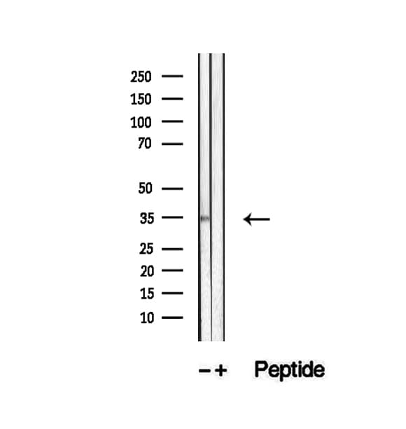 UFD1L Antibody
