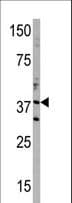 IHC-plus™ DIMT1L Antibody (aa268-298)