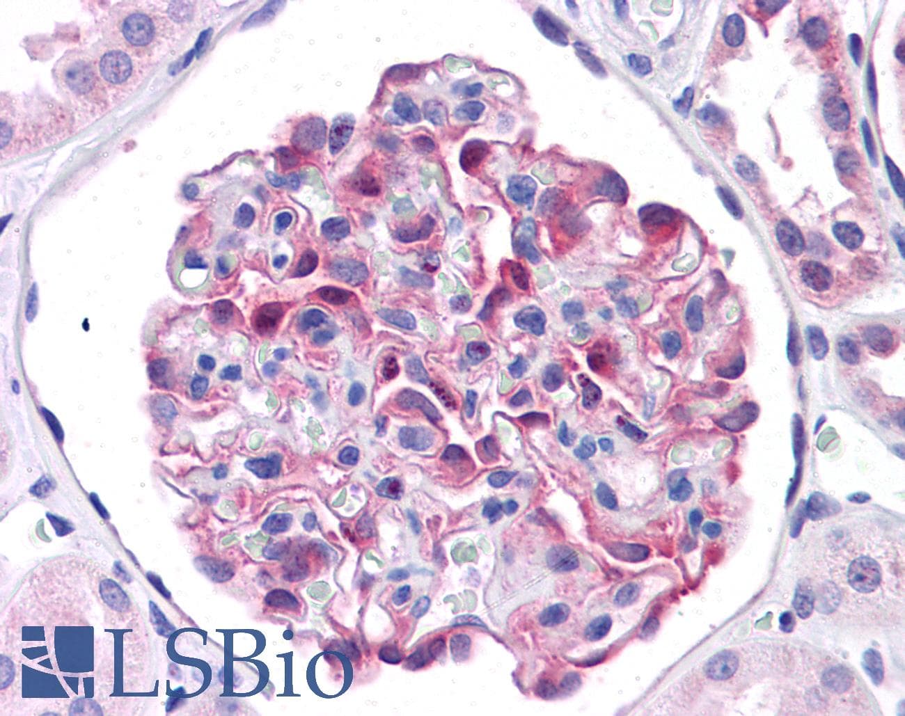 LRRC59 Antibody (aa201-250)