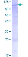 Human MED15 / ARC105 Protein (Recombinant GST)