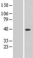 NR2C1 Protein (Over-Expression Lysate Myc-DDK (Flag))